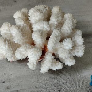 Corail blanc ancien