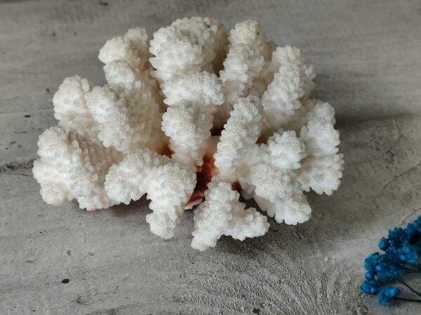 Corail blanc ancien