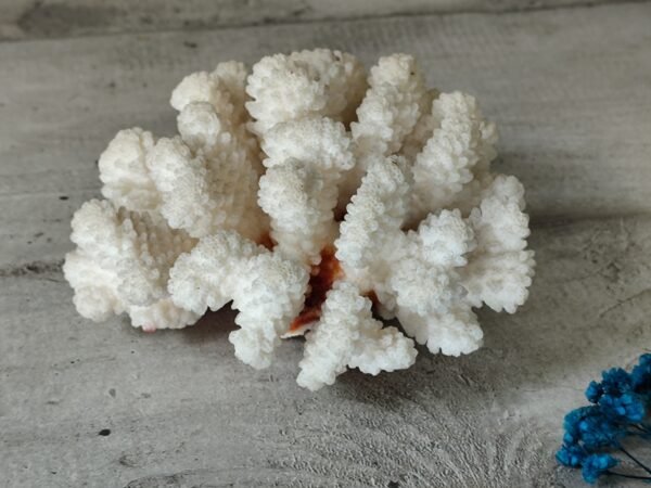 Corail blanc ancien – Image 2