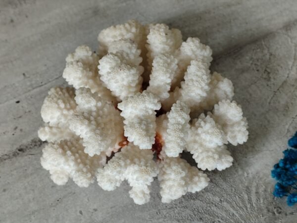 Corail blanc ancien – Image 3