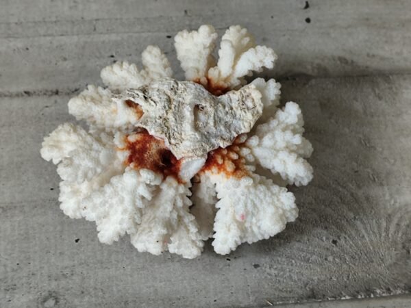 Corail blanc ancien – Image 4