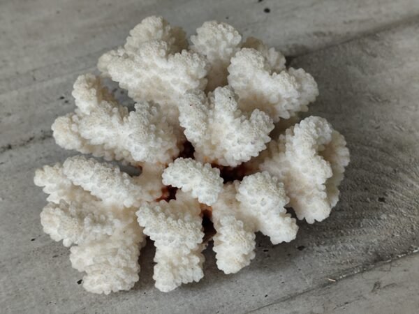 Corail blanc ancien – Image 5