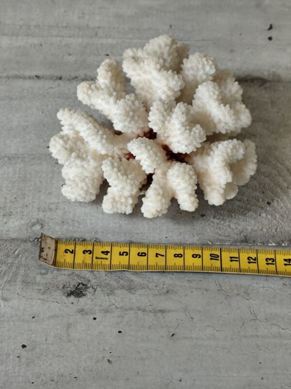 Corail blanc ancien – Image 6