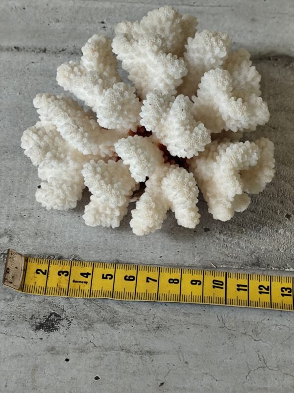 Corail blanc ancien – Image 7