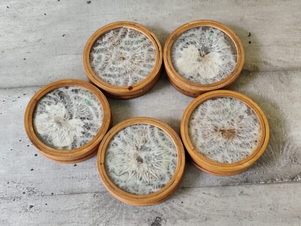 Anciens dessous de verre en bambous avec des papillons . – Image 6