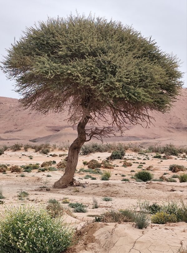 Poudre de nila bleu sahraoui – Image 5