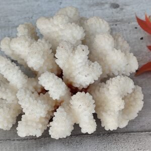 Corail Blanc Naturel – Décoration Marine & Matière Organique
