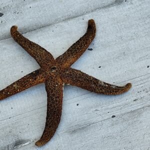Étoile de mer séchée – Décoration naturelle – Ambiance bord de mer