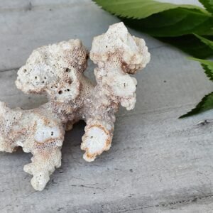 Corail Blanc Naturel – Décoration Marine & Matière Organique