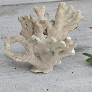 Corail Blanc Naturel – Décoration Marine & Matière Organique