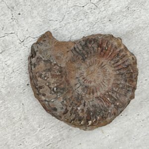 Véritable Fossile d'Ammonite Naturelle – Spécimen de Collection Jurassique – Décoration Cabinet de Curiosités – Cadeau Paléontologie & Géologie